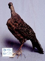 藍腹鷴藏品圖，第3張